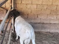 Berbec, Dorper sheep — foto 1