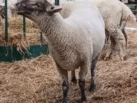 Vædder, White Suffolk sheep — foto 2