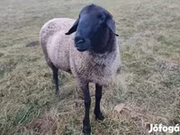 Bagge, Racka sheep — foto 2