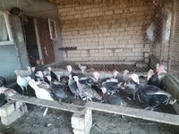 Turkeys — sawirka 4