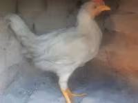 Chickens — عکس 5