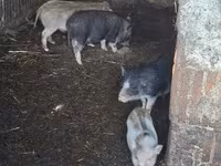 Ana donuz, Donuzlar — foto 2
