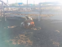 Lembu betina, Cattle — foto 3