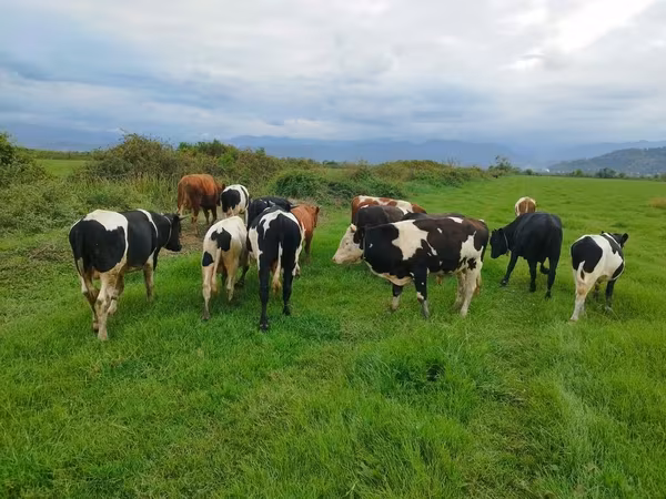 Bò cái, Russian Black pied cattle