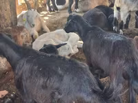 Kambing betina, Goats — foto 1
