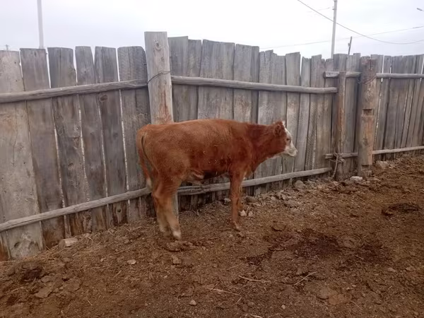 Goveda (partija, pol nije naveden), Говеда