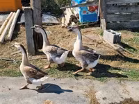Geese — عکس 5