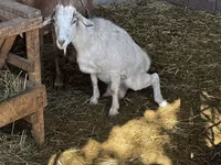 بز ماده, Alpine goat — عکس 6