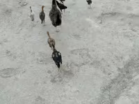 Chickens — ፎቶ 6