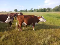 گائے, Latvian Blue cattle — تصویر 3