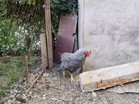 Chickens — புகைப்படம் 4