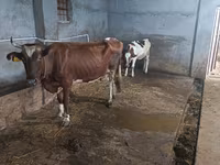 بقرة, Russian Black pied cattle — الصورة 6