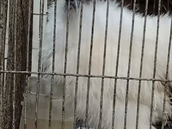 Silkie