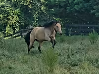 Kuda betina, Missouri foxtrotter — foto 4