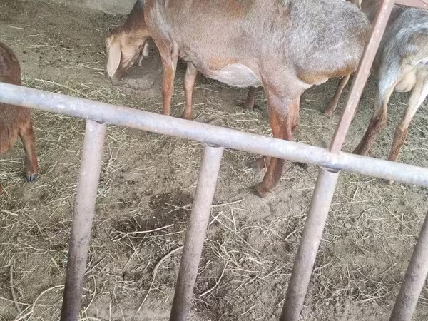 பெண் ஆடு, Arashan sheep