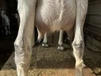 Koza, Alpine goat — foto 3