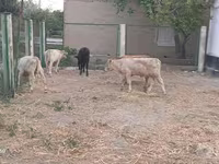 Bovine (lot, sex nespecificat), Vaca Limousine — foto 2