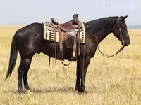 Horse (M), Quarter Horse — photo 1