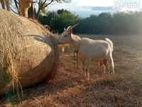 Koza, Saanen goat — foto 2