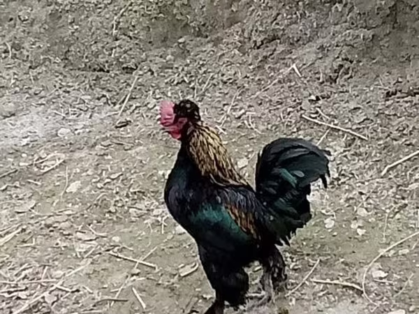 بنتام ژاپنی