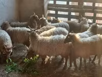 Ovce, Racka sheep — foto 3
