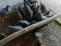 Chickens — Foto 4