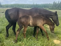 Cavalo, Quarter Horse — foto 1