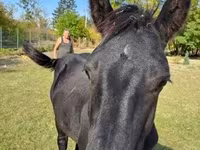 At, Nonius horse — foto 6