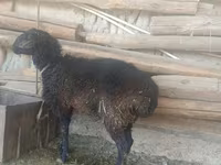 Ram, Schapen — foto 2