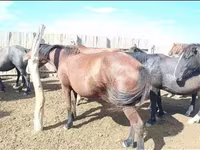 مادیان, Kazakh horse — عکس 1