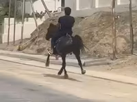 اسب نر, Karabakh horse — عکس 3
