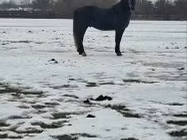 Жребец, Lipizzaner