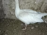 Geese — عکس 3
