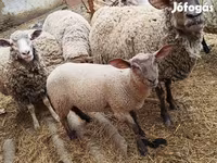 میش, گوسفند — عکس 3