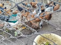 Chickens — 照片 4