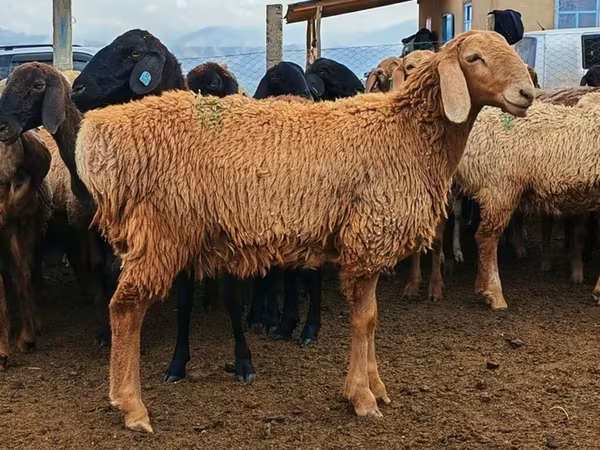 Pecora, Arashan sheep