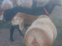 Koyun, Edilbay sheep — foto 6