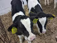 Býk, Russian Black pied cattle — foto 5
