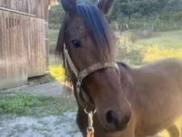 Faras, Rocky Mountain Horse — sawirka 2