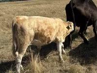 Bou, Vaca roșie fără coarne — foto 2