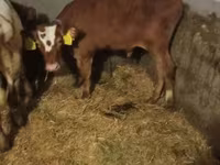گاو نر, Simmental cattle — عکس 6