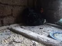 Chickens — รูปภาพ 3