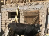 گاو نر, گاو — عکس 3