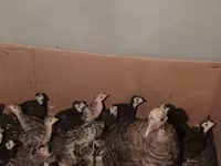 Turkeys — عکس 4