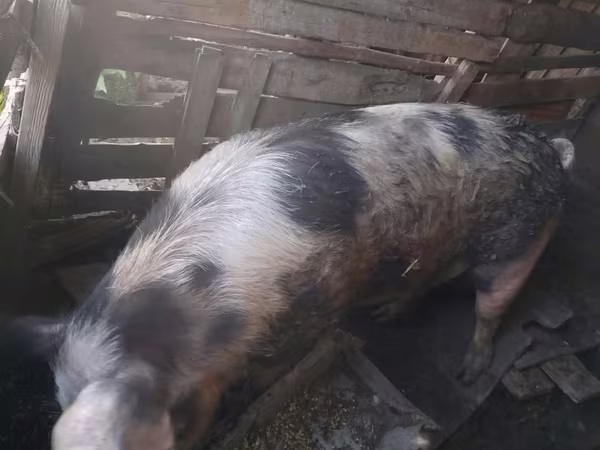 Kanec, Prasata