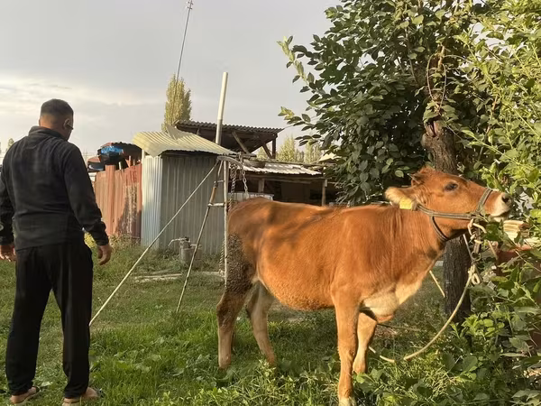 Boğa, Sığır