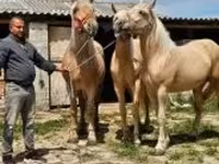 母马, Horses — 照片 6