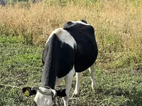 Krava, Russian Black pied cattle — foto 2