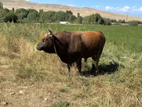 Toro, Swiss cattle — foto 1