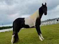 雄馬, Tennessee Walking Horse — 写真 7